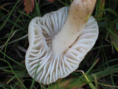 Orton) Papetti, Camarophyllus virgineus var.