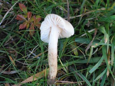 ,Hygrocybe ochraceopallida P.D.