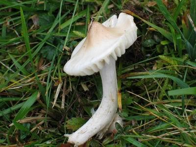 Basionym: Hygrophorus borealis Peck Rose Marie Dähncke, 1200