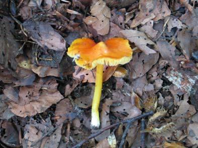 2. Hygrocybe aurantiosplendens R. Haller Aar.