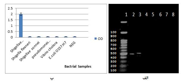 احمدپر همکاران تشخیص ژن شیگال دیسانتریه تعیین حساسیت تکنیک -ELISA غلظت ژنمی پس از تهیه رقتهای مختلف از ژنمی که باعث آلدگی میشد بارش با استفاده از ژنمی حداقل برابر با 1/56 بده )شکل 3 الف( حالیکه 1/156