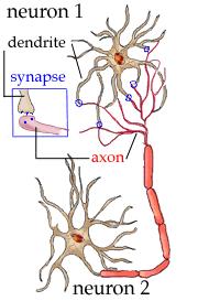 EEG: Biomedical System ECG: Extraction of information from biological signals Biological signals