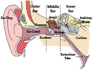Auditory