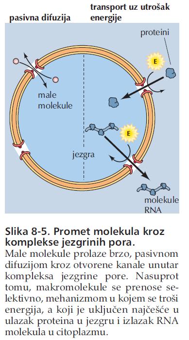 Kompleksi jezgrinih pora Mjesta gdje mogu male polarne molekule,
