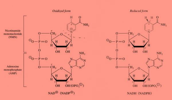 Nikotinamid adenin dinukleotid fosfat (NADP + /NADPH)