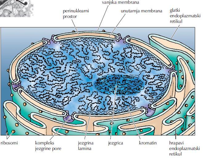 Jezgrina ovojnica 6 Jezgrina ovojnica je kompleksne strukture, izgrađena je od dvije jezgrine membrane