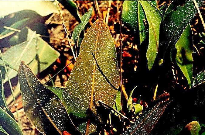 FIZIOLOŠKA SUŠA - bez obzira na visok sadržaj vode u zemljištu biljka nije u stanju da je iskoristi. Hladna suša - kada biljke ne mogu da usvoje vodu iz tla zbog niske temperature tla.