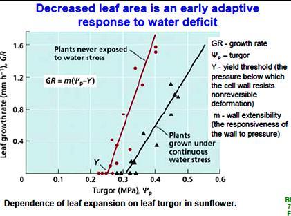 EFEKAT SUŠE I REAKCIJE BILJKE Smanjenje transpiracione površine. Ubrzano rastenje korena u odnosu na nadzemni deo.