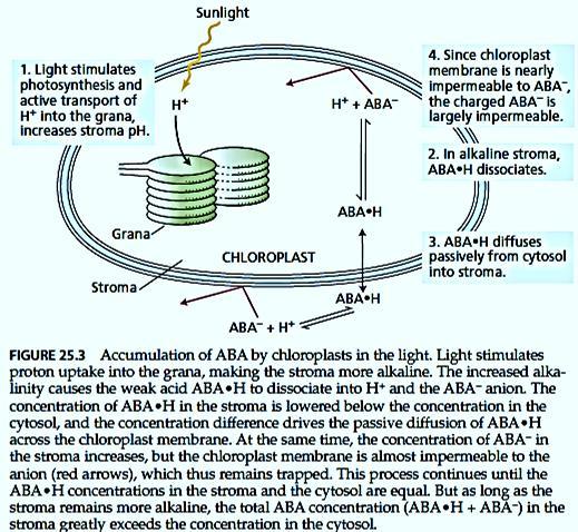 ABA, ph hipoteza ABA je slaba kiselina koja može da primi ili otpusti H + zavisno od ph vrednosti