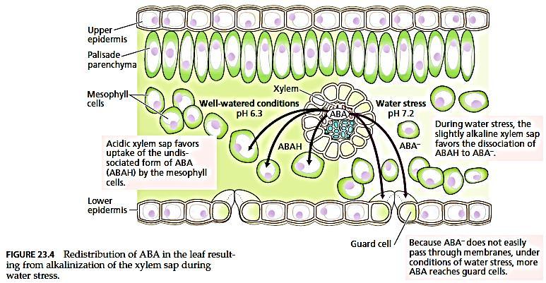 U uslovima suše ph ksilema/apoplasta postaje alkalnija (ph = 7,2) u odnosu na optimalne uslove