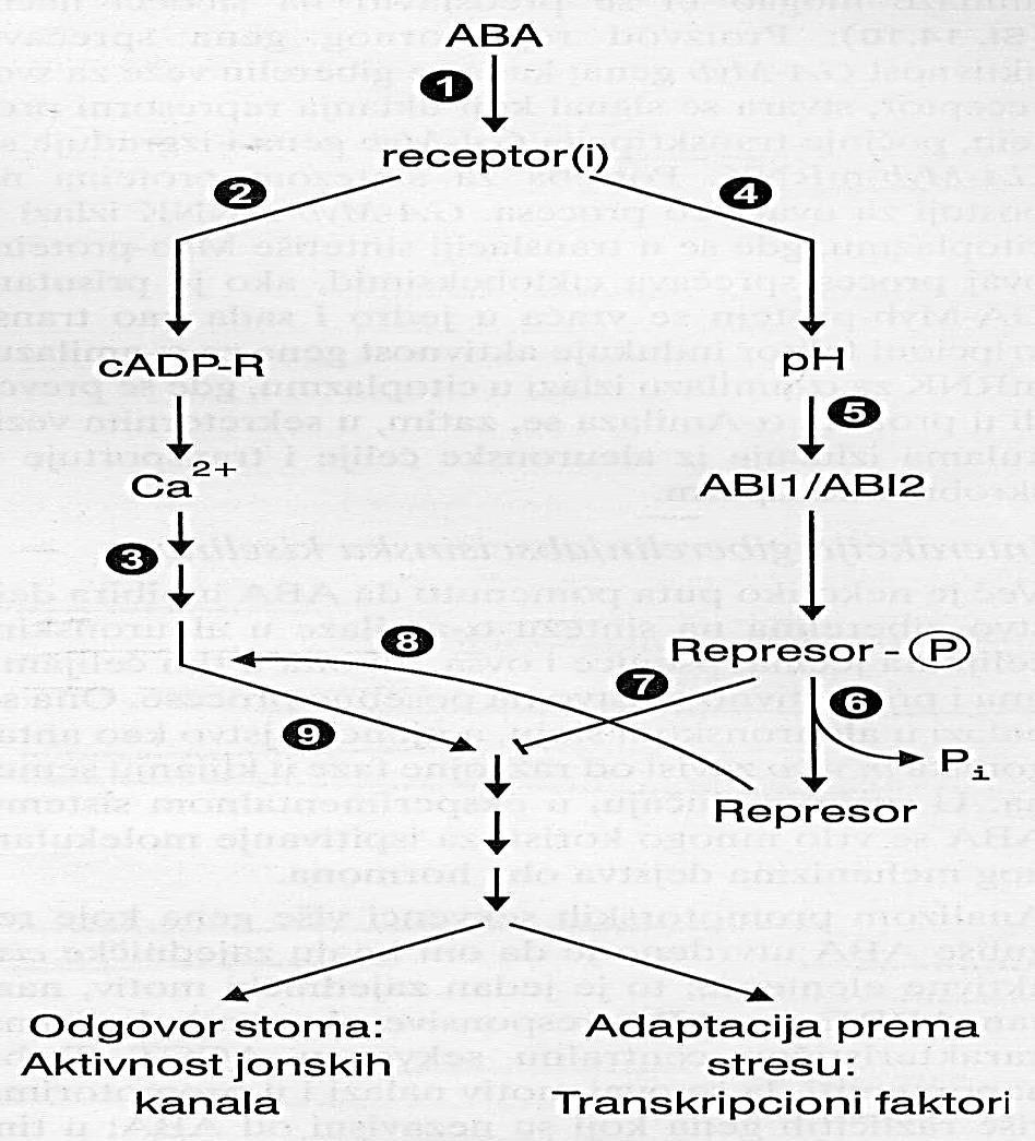 ABA izaziva zatvaranje stoma. Ca 2+ - nezavistan put indukuje depolarizaciju membrane, aktivira anjonske kanale ili/i inhibira H + - ATPaze.