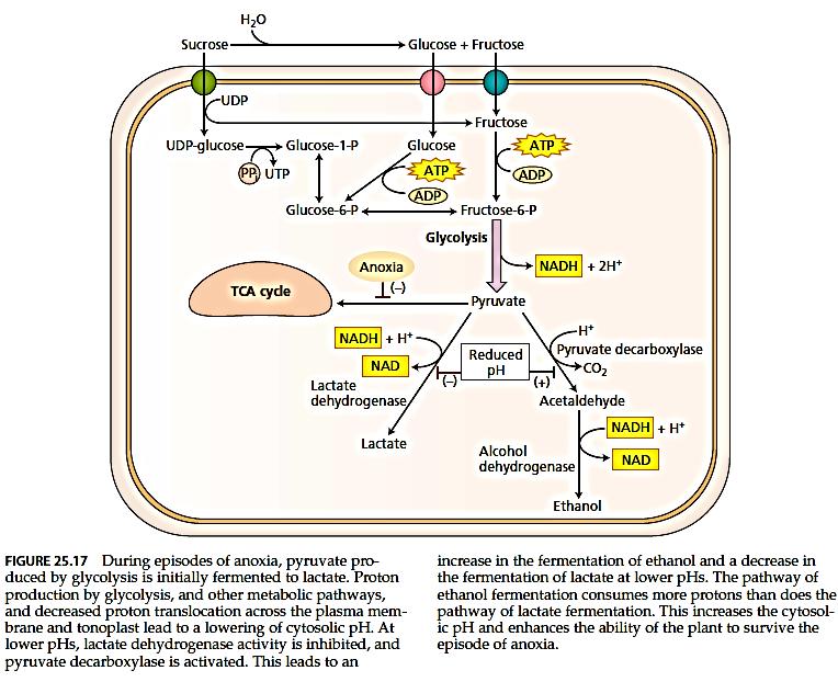 Anaerobno disanje je manje efikasno zbog male količine ATP (2 ATP po molu glukoze). U korenu dolazi do fermentacije piruvata uz pomoć laktat-dehidrogenaze (ph = 7).