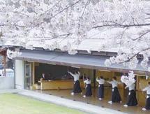 In this time of national grieving, the cherry blossoms will bring home the awareness of hakanasa with a strange kind of force - one that doesn t strike but sinks into the soul like heat from a hot
