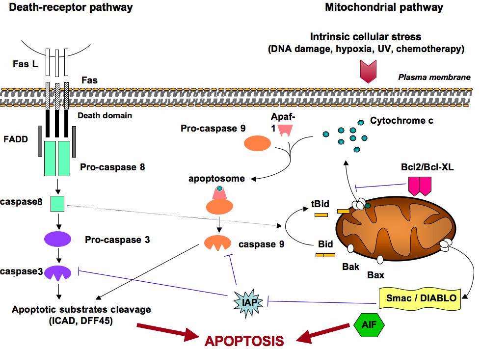 Apoptoza 2 poti Endogena pot je povezana z oksidativnim stresom.