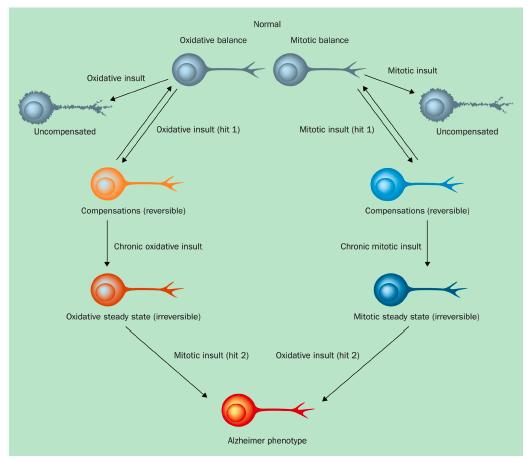 Hipoteza dveh zadetkov (The two hit hypothesis): nenormalen vstop v celični cikel naredi