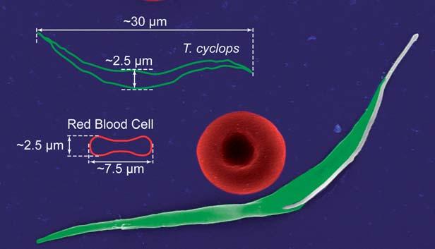blood Holm et al.