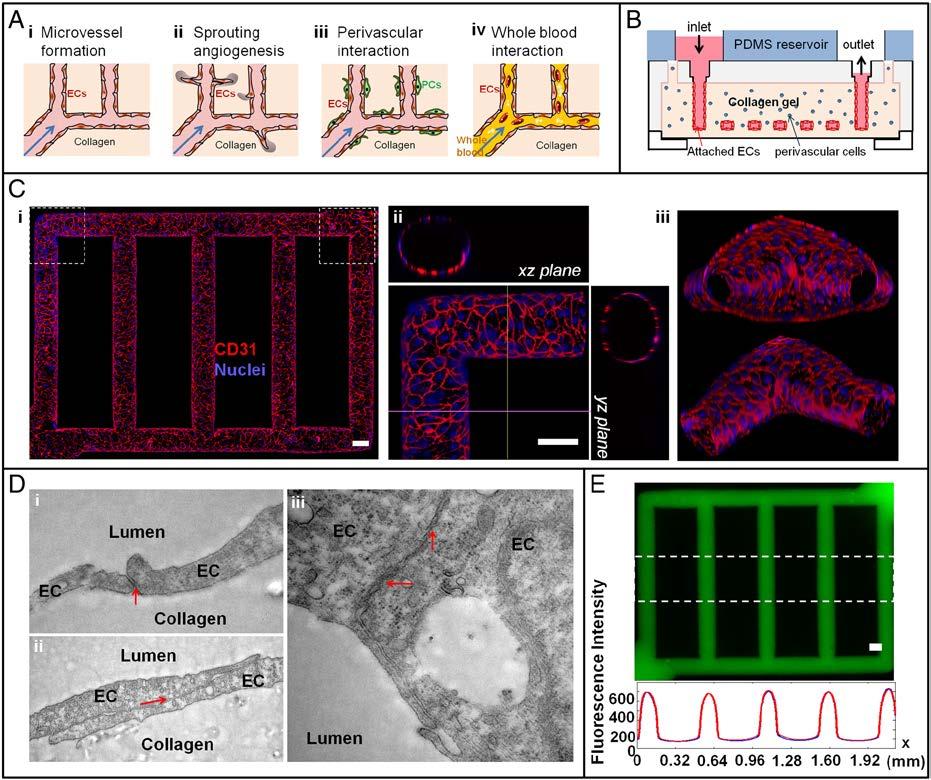 angiogenesis and thrombosis Key idea Zheng et al.