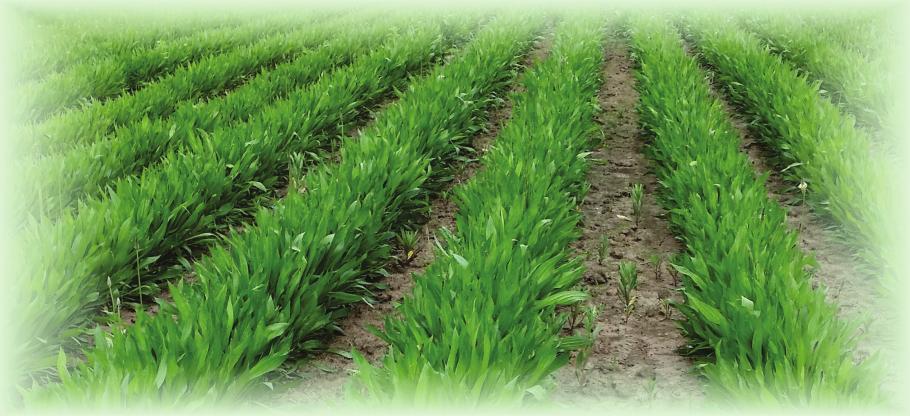 Filtre UV naturale P rodusele TIS Farmaceutic vizează protejarea și pregătirea pielii, pe cale naturală, pentru a lupta împotriva efectelor negative ale radiațiilor, în sezonul cald, evitând acțiunea