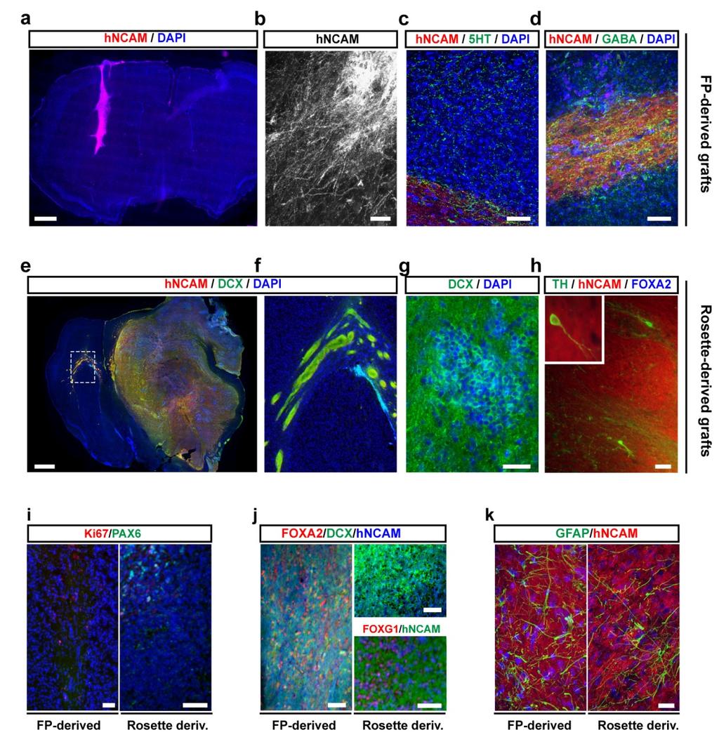 Supplementary Figure 9: Histological analysis of long-term (4.5 months) grafted 6-OHDA lesioned mice (NOD-SCID IL2Rgc null strain) comparing behavior of floor plate- versus rosette-derived grafts.