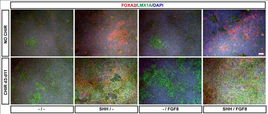 Supplementary Figure 2: FGF8 exposure does not play a major role in the induction of FOXA2/LMX1A midbrain floor plate precursors.