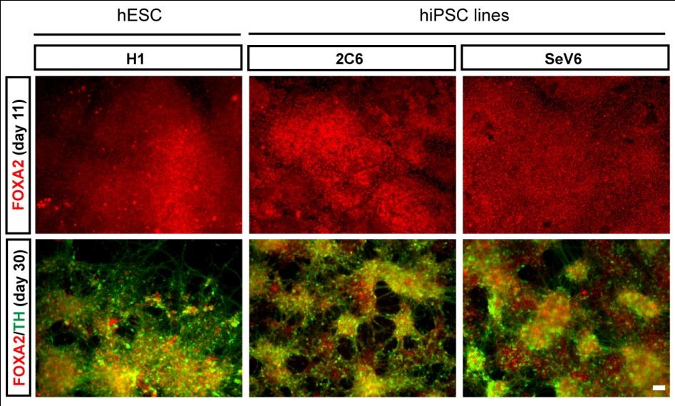 Supplementary Figure 5: Validation of floor plate induction and midbrain DA neuron differentiation protocol in representative independent hesc and hipsc lines.