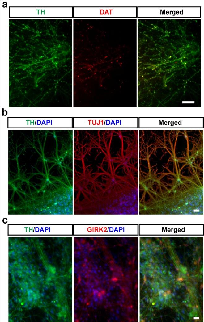 Supplementary Figure 7: In vitro maturation of floor plate-derived DA neuron cultures. a) Immunocytochemical analysis of FP-derived TH neurons (green) for DAT expression (red; day 80).
