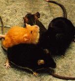 Pleiotropía Female Gametes Y y Male Gametes Y y YY (yellow) Yy (yellow)