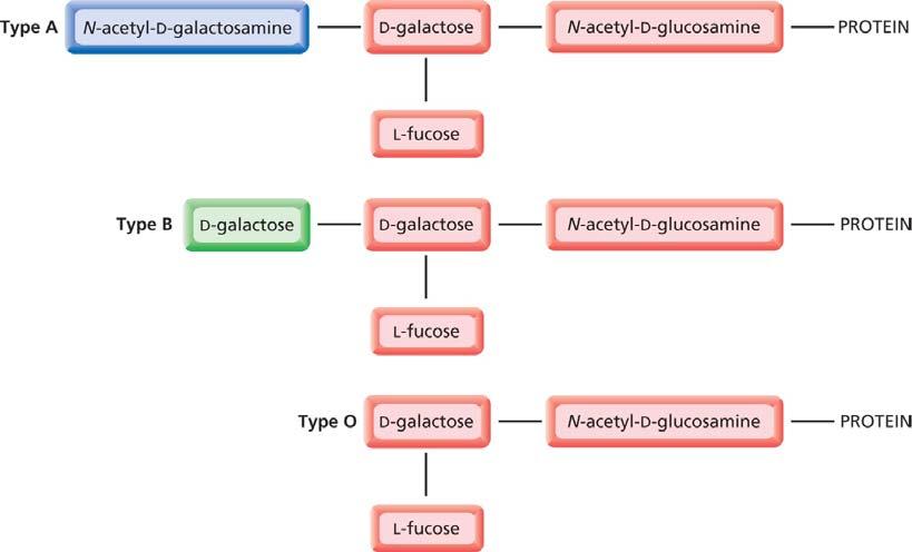 А тобы N-ацетилгалактозамин D-галактоза N-ацетил-D-глюкозамин ПРОТЕИН L-фукоза Б тобы D-галактоза D-галактоза N-ацетил-D-глюкозамин ПРОТЕИН L-фукоза О тобы D-галактоза N-ацетил-D-глюкозамин ПРОТЕИН