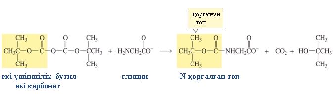 3-D молекула: глутатион; глутатионның тотығуы Gly-Ala Ala-Ala Gly-Gly Ala-Gly Егер N-соңғыда болуы керек амин қышқылы (бұл жағдайда глицин) қорғалған болса, ол пептидтік байланыс түзуге қатыса