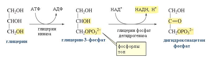 Глицерин-3-фосфаттың екіншілік спирт тобы кетонға дейін тотығып тотықтырғыш болады. Бұл реакцияда катализатор рөлін атқаратын фермент глицерол фосфатдегидрогеназа деп аталады.