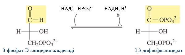 2-бөлімде қарастырылған фруктоза-6-фосфатқа изомерленеді. 3. Үшінші реакцияда АТФ екінші фосфорлы топ фруктоза-6-фосфатқа ауыстырады. Реакция өнімі фруктоза-1,6-дифосфат. 4.