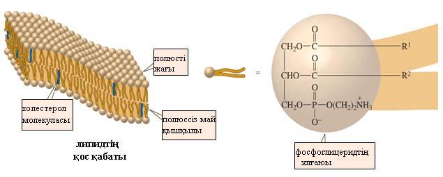 3-D Молекула:Фосфатидті қышқыл Мембраналарда көп кездесетін фосфоглицеридтер ге фосфодиэфирлері жатады. Екіншілік эфир тобын түзуге жиі қолданылатын спирттерге этанол, холин жəне серин жатады.