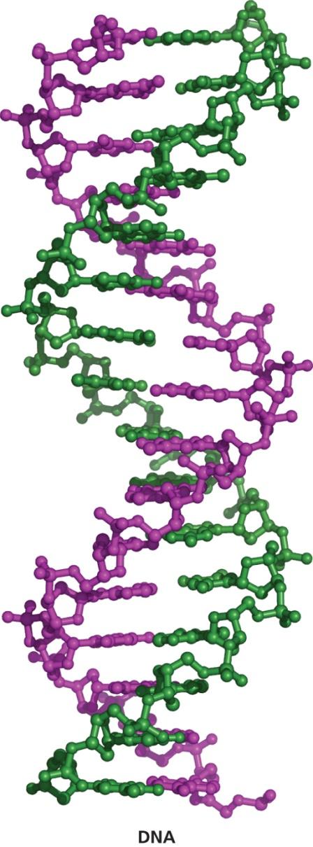 НУКЛЕИН ҚЫШҚЫЛДАРЫНЫҢ ХИМИЯСЫ 20-ТАРАУ ДНК Нуклеин қышқылдарының екі түрі кездеседі: дезоксирибонуклеин қышқылдары (ДНҚ) жəне рибонуклеин қышқылдары (РНҚ).