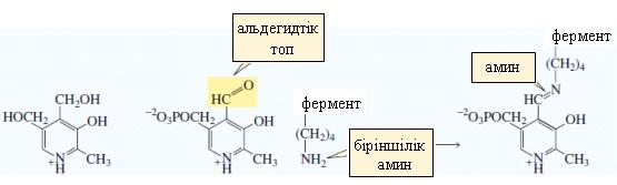 13-ЖАТТЫҒУ Келесі реакция өнімдерін көрсетіңіздер. (Əр реакцияда қышқылдың өте аз мөлшері қолданылады) а. циклопентанон + этиламин б. 3-пентанон + гексиламин ə. циклопентанон + диэтиламин в.