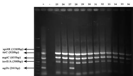 اقدسي عراقينژاد و اميني بحث شكل شماره 1- نتايج PCR چندگانه روي ژل از چپ به راست: ماركر (1 ) bp كنترل مثبت كنترل منفي نمونههاي 25-36 حاوي ژن ttrc و mgtc و inva نمونه 27 داراي ژن agfa ميباشند.