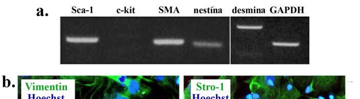 Figura 7: (a) RT-PCR arătând expresia la nivel de ARNm a markerilor de MSC: Sca-1, actina specifică celulelor musculare netede (SMA) şi