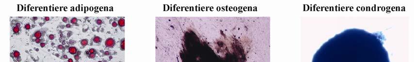 În partea stângă a imaginii este evidenţiată diferenţierea celulelor către adipocite prin colorarea acumulărilor intracitoplasmatice de