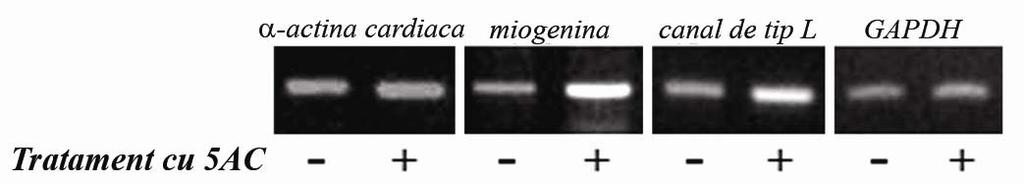 diferenţierea acestor celule către un fenotip muscular cardiac.