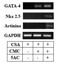 Figura 13: RT-PCR arătând inducerea expresiei genice a unor markeri cardiaci în cazul celulelor tratate cu 5-azacitidină după 1 săptămâna de la iniţierea