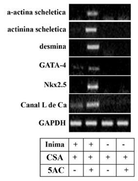 Se observă că efectul cumulat al celor 2 condiţii (tratamentul cu 5-azacitidină şi contactul direct dintre celulele stromale şi CMC) este superior contactului