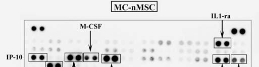 mediul MSC incubate în hipoxie în cantităţi similare cu controlul: TIMP-1, MCP-1, IL1ra şi SDF-1α (figura 17).