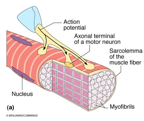 motori de origine care conține veziculele cu mediator (acetilcolina-ach) s sarcolema fibrei musculare care