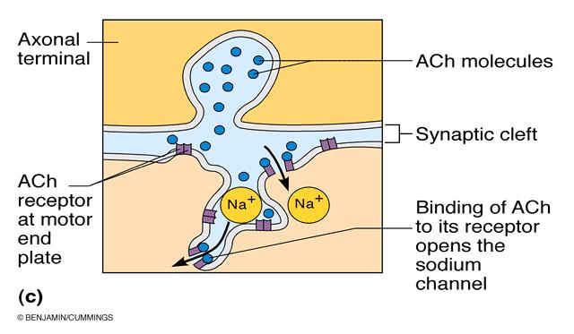 Transmiterea neuromusculara Etapele transmiterii excitatiei la niv jonct. neuromusculare Potențialul de acțiune condus de-a lungul axonului canale rapide de Na voltaj dependente.