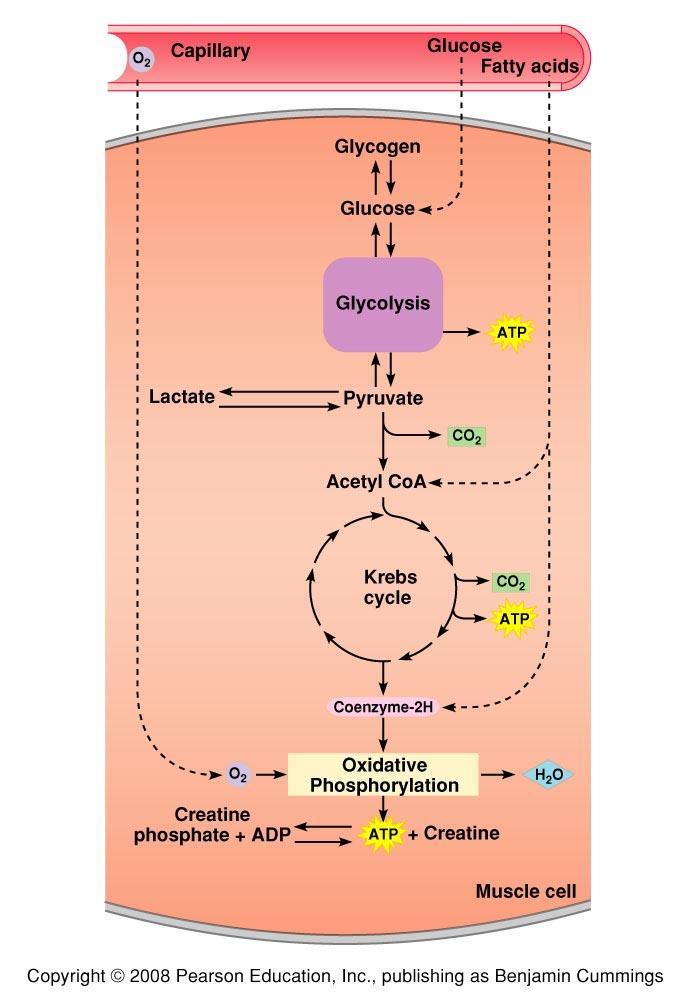 Metabolismul fb musculare Glicoliza anaeroba