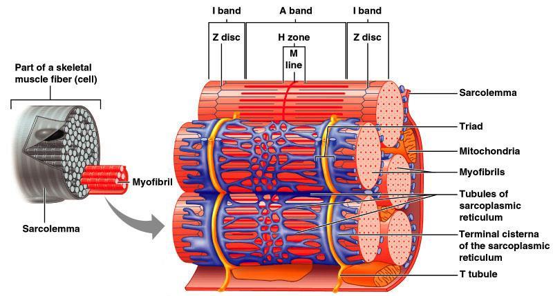 Sarcoplasmic Reticulum (SR) Reticulul sarcoplasmic reprezintă principala sursa de Ca cu rol in cuplarea excitație cu contracția.