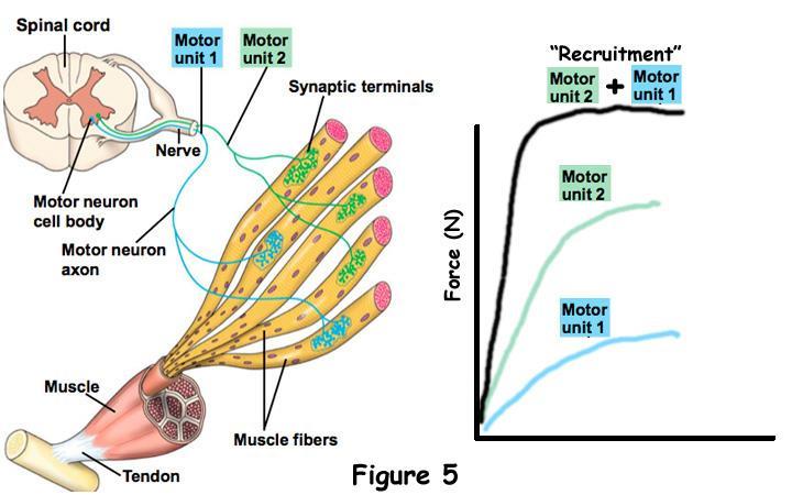 RECRUTAREA Creierul combina doua mecanisme de control in reglarea forței produsa de un mușchi. Unitățile motorii nu sunt recrutate la întâmplare.