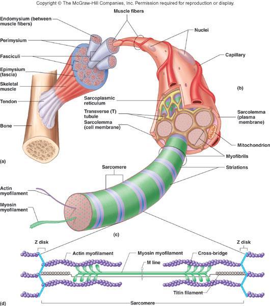 Componentele muschiului scheletic Arhitectura de baza a mușchiului scheletic Fibrele musculare -forma alungita cilindrica.