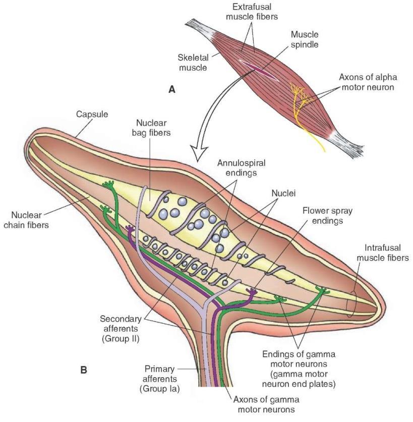 Fusurile neuromusculare fibre centrale cu sac nuclear una centrala non-contractila - terminația anulospirale a fibrelor