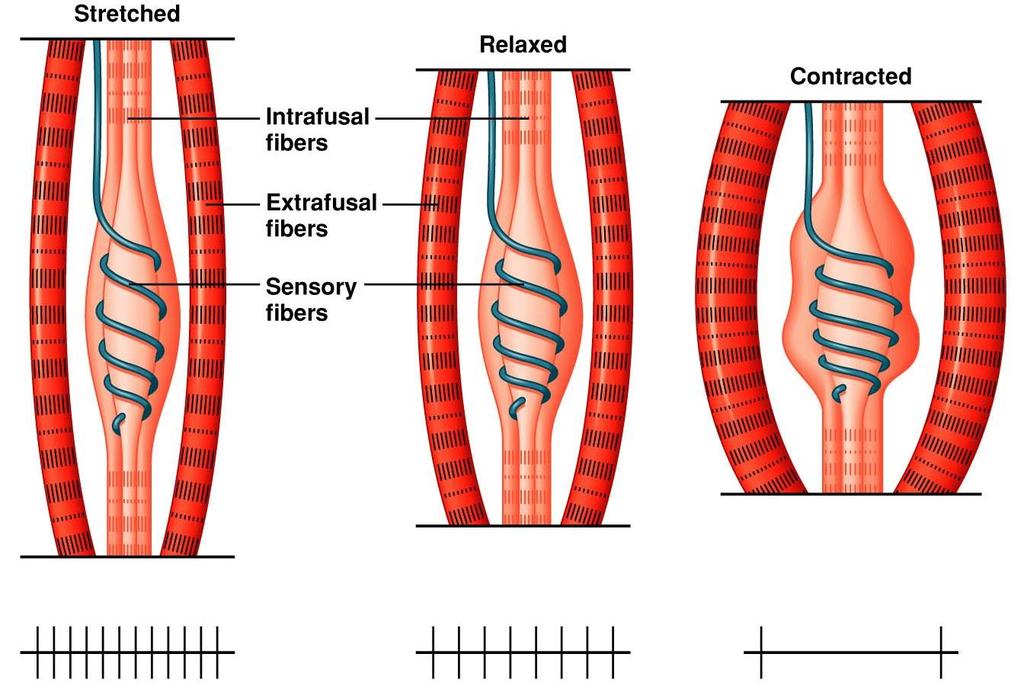 Raspunsul fibrelor musculare intrafusale Alungirea fusurilor neuromusculare: răspuns dinamic si unul static. Răspunsul dinamic, rapid -porțiunea centrala a fibrelor cu sac nuclear.