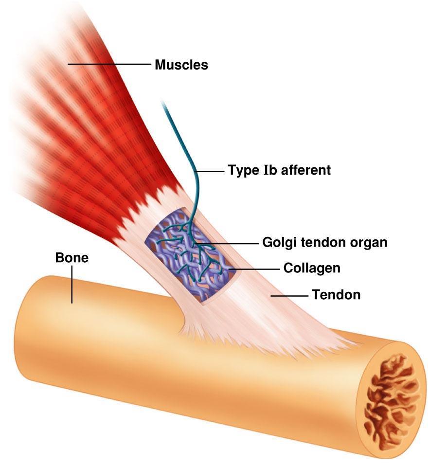 Reflexul de TENDON La nivelul tendonului muscular se afla organele tendinoase Golgi.